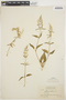 Iresine diffusa Humb. & Bonpl. ex Willd., GUYANA, J. S. de la Cruz 2774, F
