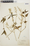 Iresine diffusa Humb. & Bonpl. ex Willd., GUYANA, J. S. de la Cruz 3970, F