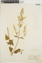 Iresine diffusa Humb. & Bonpl. ex Willd., BRAZIL, H. Luederwaldt, F