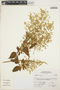 Iresine diffusa Humb. & Bonpl. ex Willd., Peru, A. Sagástegui A. 16196, F