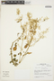 Iresine diffusa Humb. & Bonpl. ex Willd., Peru, J. M. Cabanillas S. 625, F