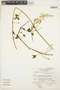 Iresine diffusa Humb. & Bonpl. ex Willd., Peru, J. Mostacero L. 1661, F