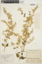 Iresine diffusa Humb. & Bonpl. ex Willd., COLOMBIA, E. Pérez Arbeláez 5891, F