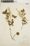 Iresine diffusa Humb. & Bonpl. ex Willd., PERU, G. Klug 548, F