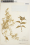 Iresine diffusa Humb. & Bonpl. ex Willd., PERU, F. Woytkowski 34510, F