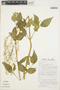 Iresine diffusa Humb. & Bonpl. ex Willd., PERU, J. Schunke Vigo 7602, F