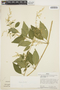 Iresine diffusa Humb. & Bonpl. ex Willd., PERU, J. Schunke Vigo 3265, F
