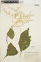 Iresine diffusa Humb. & Bonpl. ex Willd., PERU, F. Marin 2117, F