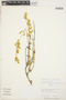 Iresine diffusa Humb. & Bonpl. ex Willd., PERU, J. C. Solomon 3049, F