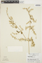 Iresine diffusa Humb. & Bonpl. ex Willd., PERU, C. M. Belshaw 3458, F