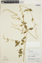 Iresine diffusa Humb. & Bonpl. ex Willd., PERU, C. M. Belshaw 3223, F