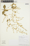 Iresine diffusa Humb. & Bonpl. ex Willd., PERU, I. Huamantupa 4098, F