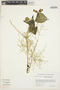 Iresine diffusa Humb. & Bonpl. ex Willd., PERU, K. R. Young 4235, F