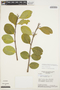 Symplocos oblongifolia Casar., BRAZIL, H. S. Irwin 18197a, F