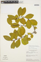 Symplocos oblongifolia Casar., BRAZIL, H. S. Irwin 12204, F