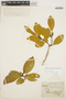 Symplocos oblongifolia Casar., BRAZIL, A. Saint-Hilaire 999, F