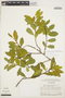 Symplocos oblongifolia Casar., BRAZIL, W. R. Anderson 8487, F