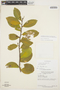 Symplocos oblongifolia Casar., BRAZIL, G. T. Prance 58177, F