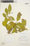 Symplocos oblongifolia Casar., BRAZIL, G. T. Prance 58177, F
