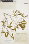 Symplocos oblongifolia Casar., BRAZIL, H. L. de Mello Barreto 9715, F
