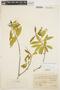 Symplocos oblongifolia Casar., BRAZIL, P. Dusén 10389, F