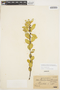 Symplocos oblongifolia Casar., BRAZIL, P. Dusén 1020a, F