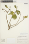 Symplocos oblongifolia Casar., BRAZIL, M. C. G. Kirkbride 1393, F