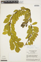 Symplocos rhamnifolia A. DC., BRAZIL, H. S. Irwin 32625, F