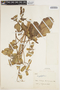Bryophyllum pinnatum (Lam.) Oken, BRAZIL, J. E. Leite 4152, F