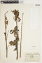 Bryophyllum pinnatum (Lam.) Oken, ECUADOR, M. Acosta Solis 8005, F