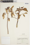Bryophyllum pinnatum (Lam.) Oken, ECUADOR, M. Acosta Solis 11311, F