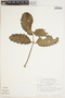 Bryophyllum pinnatum (Lam.) Oken, ECUADOR, W. T. Vickers 184, F