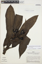 Orchidaceae, PERU, J. Schunke Vigo 3694, F