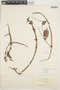 Deguelia nitidula (Benth.) A. M. G. Azevedo & R.A. Camargo, COLOMBIA, J. Cuatrecasas 3833, F