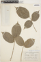 Deguelia rariflora (Benth.) G. P. Lewis & Acev.-Rodr., BRAZIL, B. A. Krukoff 7752, F