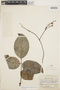 Deguelia rariflora (Benth.) G. P. Lewis & Acev.-Rodr., BRAZIL, E. P. Killip 30025, F