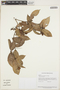 Rinorea brevipes (Benth.) S. F. Blake, GUYANA, H. D. Clarke 3398, F