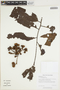 Iryanthera juruensis Warb., GUYANA, H. D. Clarke 3632, F