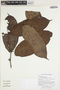 Poraqueiba guianensis Aubl., GUYANA, K. J. Wurdack 4579, F