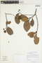 Esenbeckia grandiflora Mart., GUYANA, B. Hoffman 445, F