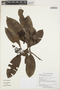 Hebepetalum humiriifolium (Planch.) Benth., GUYANA, K. M. Redden 6333, F