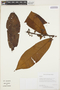 Iryanthera (A. DC.) Warb., GUYANA, H. D. Clarke 8146, F
