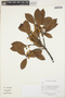 Ficus L., GUYANA, K. J. Wurdack 5882, F