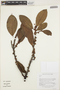 Ficus L., GUYANA, K. J. Wurdack 5600, F