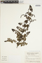 Coriaria ruscifolia subsp. microphylla (Poir.) L. E. Skog, COLOMBIA, G. Lozano Contreras 4779, F