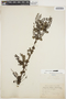 Coriaria ruscifolia L., COLOMBIA, E. F. André 834, F