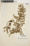 Coriaria ruscifolia L., PERU, J. Isern 2290, F