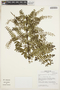 Coriaria ruscifolia subsp. microphylla (Poir.) L. E. Skog, Peru, I. M. Sánchez Vega 5115, F