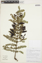 Coriaria ruscifolia subsp. microphylla (Poir.) L. E. Skog, PERU, E. Ortiz V. 517, F