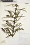 Coriaria ruscifolia subsp. microphylla (Poir.) L. E. Skog, PERU, A. Monteagudo 4014, F